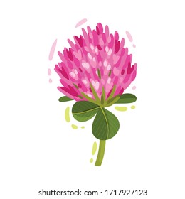 Purple Trifolium or Clover Flower Head on Green Stem with Trifoliate Leaves Vector Illustration