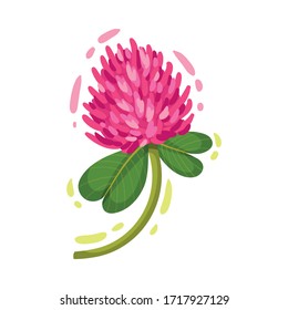 Purple Trifolium or Clover Flower Head on Green Stem with Trifoliate Leaves Vector Illustration