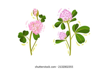 Purple Trifolium or Clover Flower Head on Green Stem with Trifoliate Leaves Vector Set