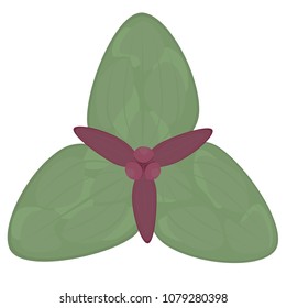 A Purple Trillium Flower In Bloom With Three Leaves.  Transparent Background In Vector File.