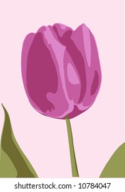 Purple tulip