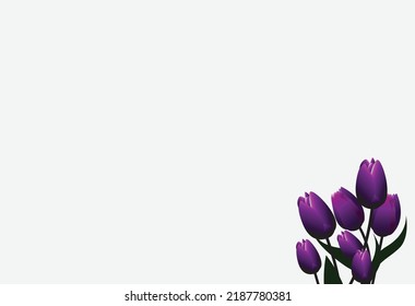 purple tulip flower background with text space,vector tulips,tulip flower