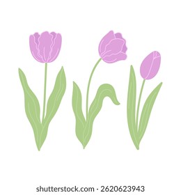 Purple tulips with green leaves set in flat cartoon design. Springtime first bulb flowers. Blooming decorative bouquet in spring garden. Botanical decorative plants. Vector illustration isolated.