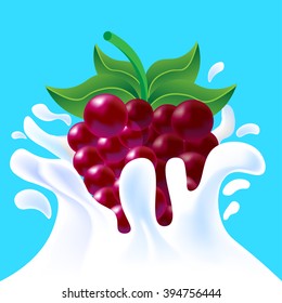 Purple vector fresh tasty raspberry falling in white milk yoghurt splash on blue background of vitamine fruit berry