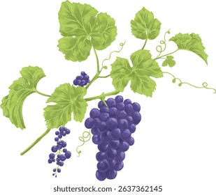 Purple vine grape floral botanical painting illustration