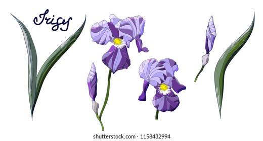 Purple, violet  Iris Flowers Isolated on White Background. Vector illustration