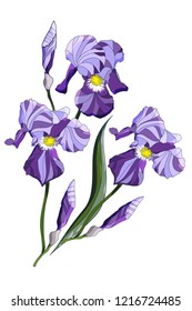 Purple, violet  Iris Flowers Isolated on White Background. Vector illustration