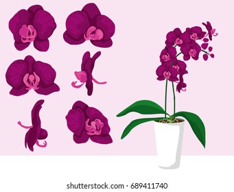 Purple violet orchid plant in a pot. Set of single flowers in different shapes. Interior design element. Isolated vector.