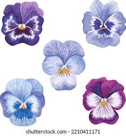 Purple violets. Watercolor vector illustration