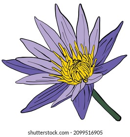 Purple Waterlily Flower Vector Isolated Against White Background