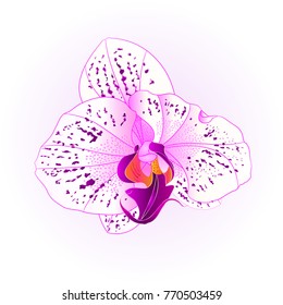 Purple and white beautiful Orchid Phalaenopsis flower closeup isolated vintage  vector illustration editable  hand draw