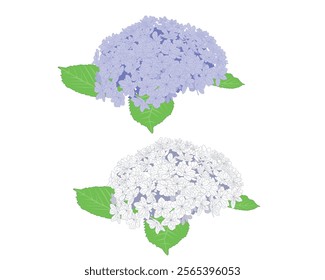 Purple and White hydrangea illsutration