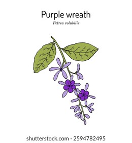 Purple wreath, or sandpaper vine (Petrea volubilis), medicinal and ornamental plant. Hand drawn botanical vector illustration