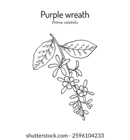 Purple wreath, or sandpaper vine (Petrea volubilis), medicinal and ornamental plant. Hand drawn botanical vector illustration