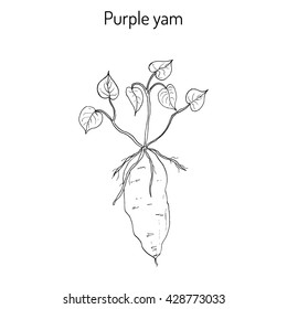 Purple yam (Dioscorea alata), a tuberous root vegetable. Hand drawn botanical vector illustration