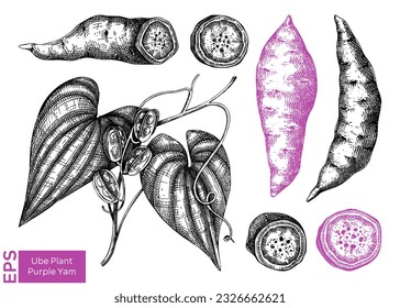 Purple Yam or Winged yam or Water yam sketches set. Vector illustration of Ube isolated on white background. Filipino cuisine ingredient, vegetarian products template design elements 