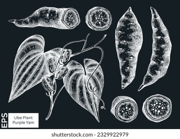 Purple Yam or Winged yam or Water yam sketches set. Vector illustration of Ube isolated on chalkboard. Filipino cuisine ingredient, vegetarian products template design elements 