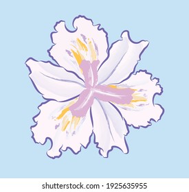 Purple and yellow  iris japonica  blooming flower with blue background in abstract art, vector illustration flat design