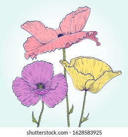 Purple, yellow and pink poppies drawing, hand-drawn illustration