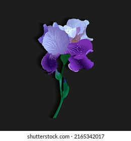 purple-blue iris flower. isolated full color vector illustration