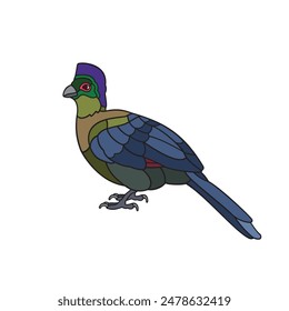 Purple-crested turaco.Vector illustration isolated on white background.