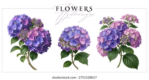 Purple-pink hydrangea flowers isolated on a grey background. Vintage painting style illustration.
