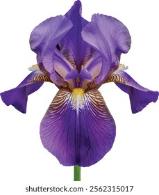 Purples Iris with yellow crest with white background