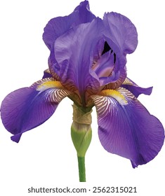 Purples Iris with yellow crest with white background