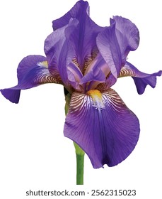 Purples Iris with yellow crest with white background