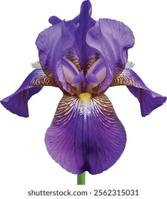 Purples Iris with yellow crest with white background