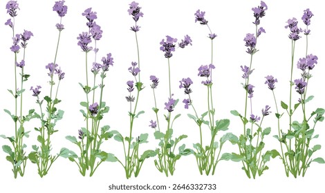 Purpletop vervain, clustertop vervain, Verbena bonariensis isolated transparent background, Argentinian vervain, ornamental flowering plant, garden flora, wildflower bouquet, vector illustration.