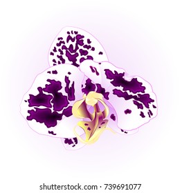 Purple-white Spotted Orchid beautiful flower closeup isolated vintage  vector illustration editable  hand draw