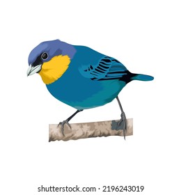 Purplish mantled tanager bird vector illustration