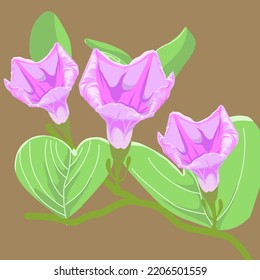 Purplish pink flowers in bloom (Ipomoea aquatica flowers)