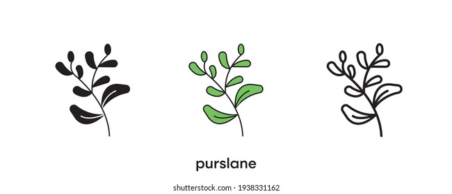 Purslane icon design. Purslane icon set in silhouette, colorful and linear. Purslane icon line vector illustration isolated on a clean background for your web mobile application logo design. line art.