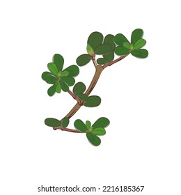 Purslane (Portulaca oleracea) es una planta silvestre con tallos y hojas rojizos. Ilustración del vector