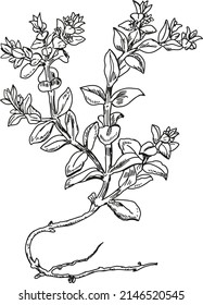 Purslane vector illustration on white background. Botanical illustration.