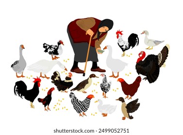 Pushed old woman with stick and feeder dish feeds the poultry. Farmer grandmother on village farm with goose, turkey, duck and chicken. Hungry farm animal eat organic corn. Vintage folklore dress lady