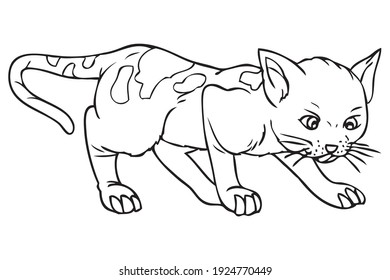 puss outline vector illustration,
isolated on white background.animals top view