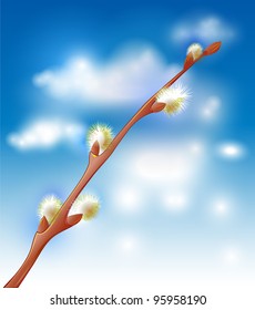 Pussy willow