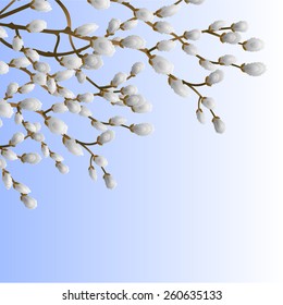 Pussy willow branch spring background  vector illustration 