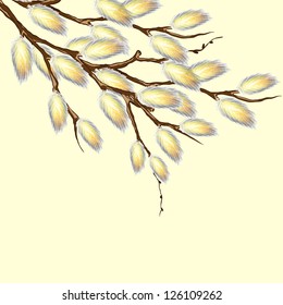 Pussy willow branches