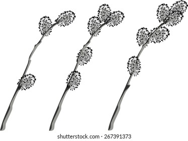 Pussy willow branches