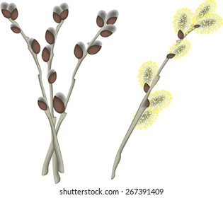 Pussy willow branches