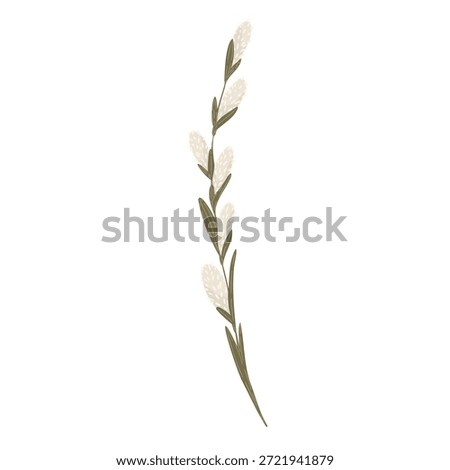 Pussy willow branches with fluffy buds, hand drawn spring willow twigs, vector illustration isolated on white background.