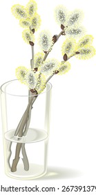 Pussy willow branches in glass vase