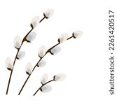pussy willow branches on a white background. Vector illustration