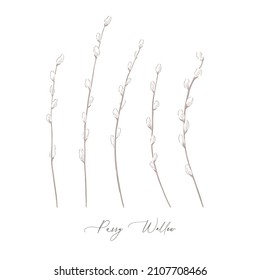 Pussy Willow Spring Branch Botanical Hand Drawn Vector Illustration Set Isolated On White. Vintage Romantic Plant Curiosity Cabinet Aesthetic Print.