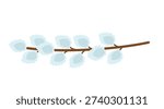 Pussy willow spring vector illustration on white background. Willow branch with soft catkins in naive art style.
