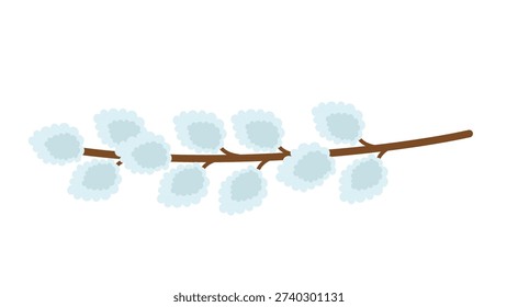 Pussy willow spring vector illustration on white background. Willow branch with soft catkins in naive art style.